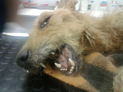 Του έσπασαν τα κόκκαλα με ρόπαλο ή κλοτσιά