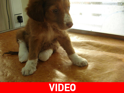 Τρέχει αν και δεν έχει πέλματα!