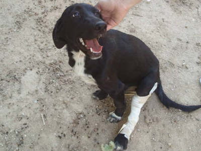 Βοηθήστε τη σκυλίτσα που χειρουργήθηκε