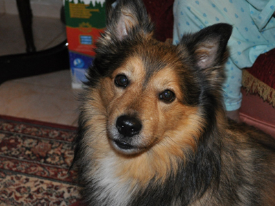 Βρέθηκε στο Παγκράτι. Μήπως τον χάσατε;