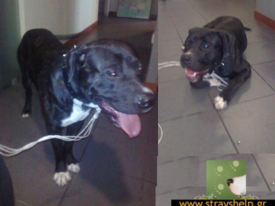 Τον βρήκε και τον χαρίζει