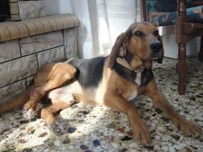 O Λάκι ψάχνει σπίτι