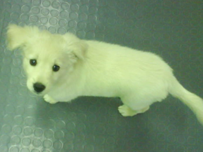 Χαρίζεται πανέμορφο λαμπραντοράκι