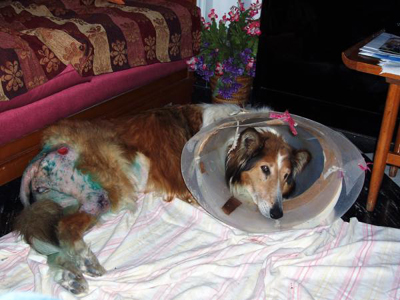 Άφησαν τη Λάσυ «βορά» στα σκουλήκια