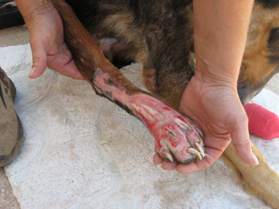 O Λεό ζητά τη βοήθειά σας