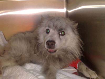 Βρέθηκε χτυπημένο, αναζητούνται οι ιδιοκτήτες του