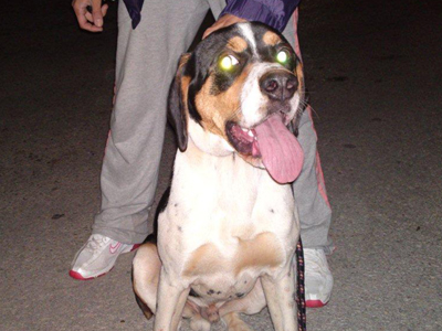 Και ο Λούκυ Λουκ ψάχνει σπίτι