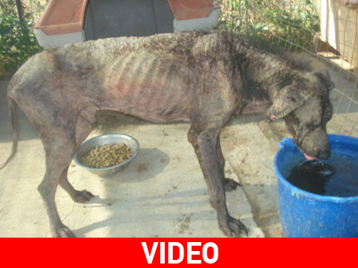 O σκύλος απ’ τον Ασπρόπυργο σώθηκε