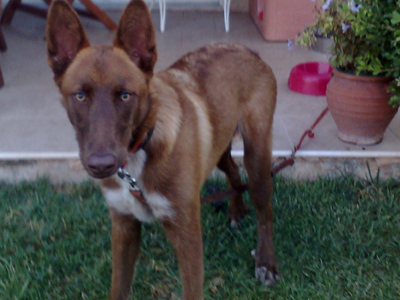 Ο Μαξ αναρρώνει και ψάχνει σπίτι