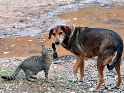 Δεν τα έβλαψα αλλά ποτέ δεν τα βοήθησα!