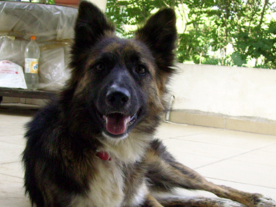 Η χαριτωμένη Μίνι ψάχνει σπίτι…