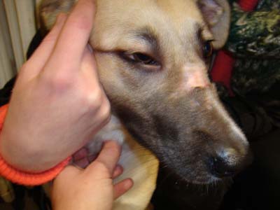 Κατήγγειλαν αυτόν που κακοποίησε τον σκύλο