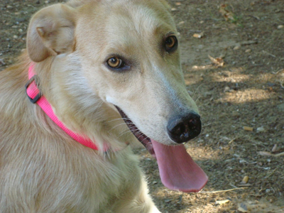 Η Μυτού ψάχνει φιλόζωη οικογένεια