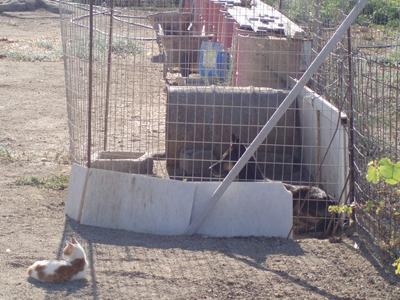 Τα ζώα κακοποιούνται και στη Νάξο