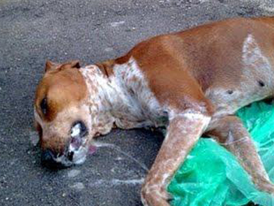 Κύριε Καμίνη, γέμισε νεκρά ζώα το Ζάππειο!