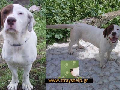 Σώστε τον Όμηρο