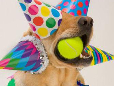 Γιορτή για τα ζωάκια στη Ρόδο