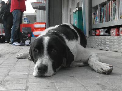 Ένα υπέροχο πλάσμα ψάχνει τη δική του οικογένεια