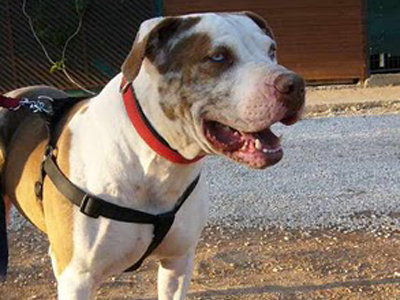 Ο πανέμορφος Πάρης ψάχνει σπίτι