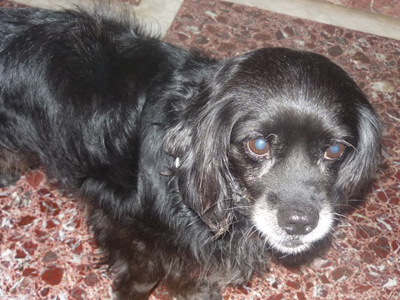 Βρέθηκε ημίαιμο Πεκινουά στην Ηλιούπολη