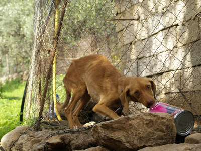Εξαιρετικά «φιλόζωοι» οι βοσκοί της Κρήτης!