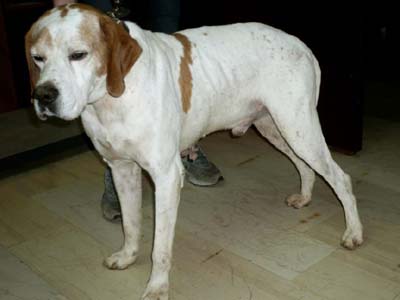 Βρέθηκε πόιντερ στην Αγία Παρασκευή