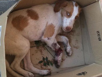 Έσωσαν το αδέσποτο