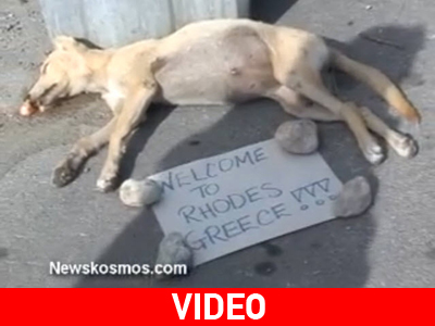 Το έδεσαν και το δηλητηρίασαν