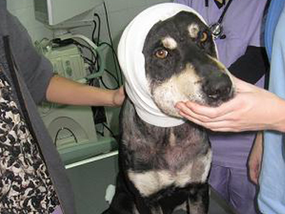 Ο Ρόκυ χρειάζεται τη βοήθεια σας για να σωθεί