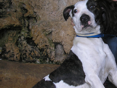 Ο Ρόκυ από τη Ν. Ιωνία