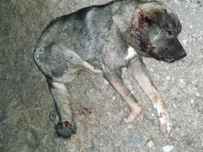 Δολοφόνησε τον σκύλο της ανιψιάς του