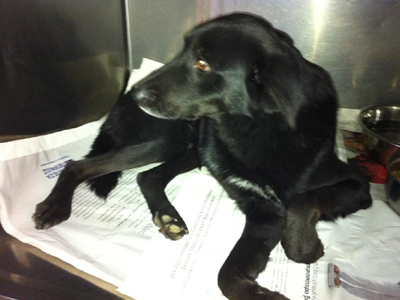 Και ο Σνούπι ψάχνει σπίτι