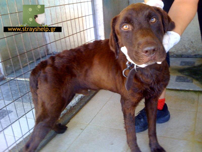 Σοκολατί Λαμπραντόρ κατάλληλο για σπίτι