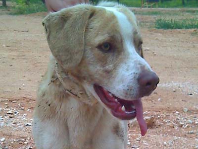 Ψάχνουν τον Speedy απ’ τα Βριλήσσια