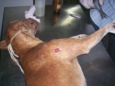 Ζητείται αιμοδότης… σκύλος