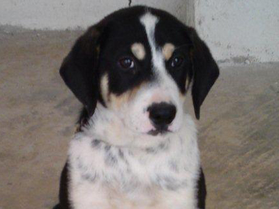 Ημίαιμο τσοπανόσκυλο ψάχνει οικογένεια…