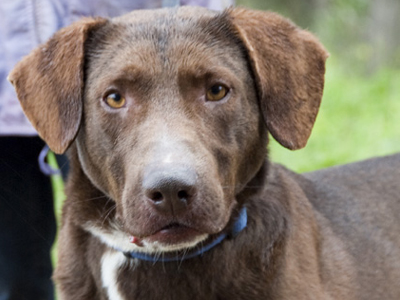 Ο σοκολατένιος Τζο χαρίζεται…