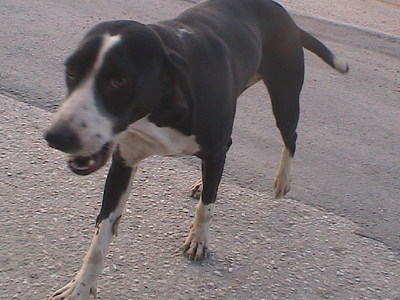 Ψάχνει υπεύθυνους σκυλογονείς!