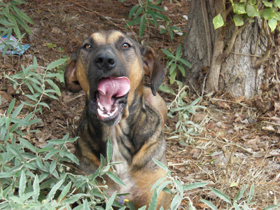 Και η Ζιζή ψάχνει σπίτι