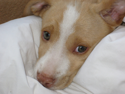 Τη βρήκαν στα σκουπίδια και την έσωσαν