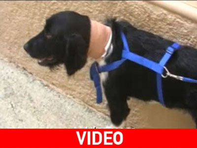 Υιοθέτησε το βασανισμένο σκυλάκι