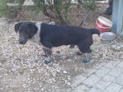 Ψάχνει φιλόζωους για να τον υιοθετήσουν