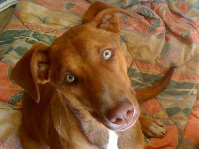 Χαρίζουν τον Μελένιο