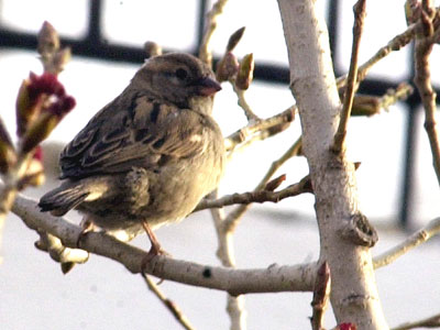 Εξολοθρευτής σπουργιτιών… πιάστηκε στην ξόβεργα