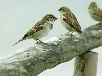 Συνεχίζουν να εξοντώνουν τα σπουργίτια