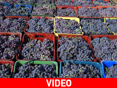 Καρτέλ στα οινοποιεία της Νεμέας;