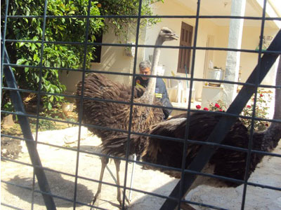 Δυο στρουθοκάμηλοι έκαναν βόλτα στο Άργος