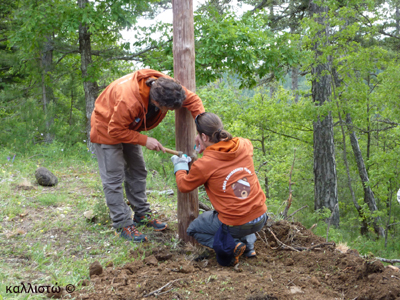 Οι στύλοι του ΟΤΕ βοηθούν τις αρκούδες