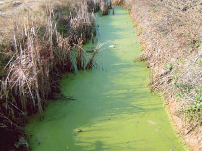 Τεράστια η μόλυνση στην τάφρο της Μπελίτσας στις Σέρρες