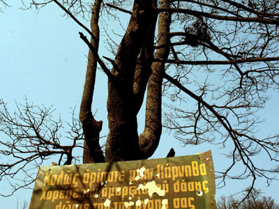 Μήνυση για ένα δένδρο